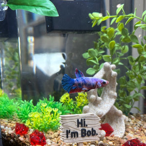 Personalized Plastic Forest Sign for Fishtanks, Aquariums